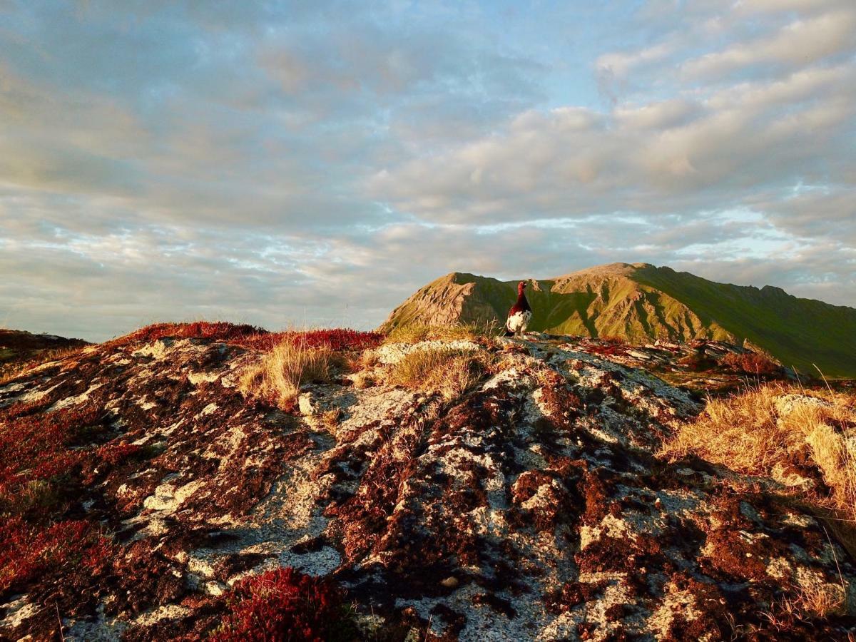 Midnight Sun View Lofoten Vila Leknes Exterior foto